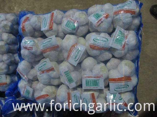 Fresh 2019 Normal White Garlic Size 5 0